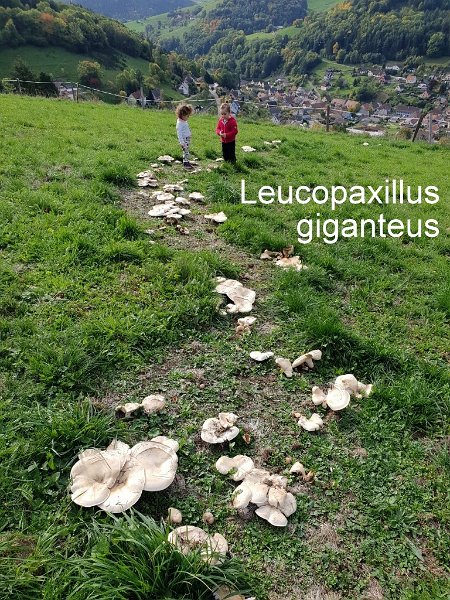 Leucopaxillus giganteus-amf1243-2.jpg - Leucopaxillus giganteus ; Syn1: Clitocybe gigantea ; Syn2: Paxillus giganteus ; Nom français: Leucopaxille géant